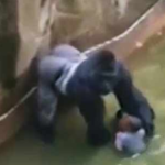 gorilla